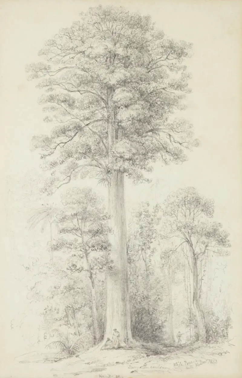 Bílá borovice, William Swainson