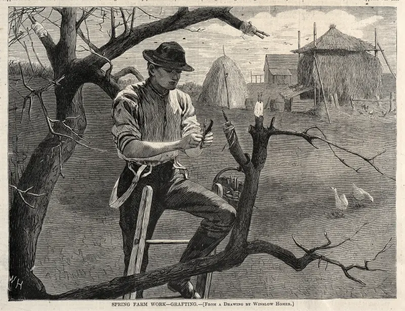Spring Farm Work – Grafting av Winslow Homer