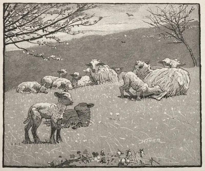 Spring Lamb av Winslow Homer