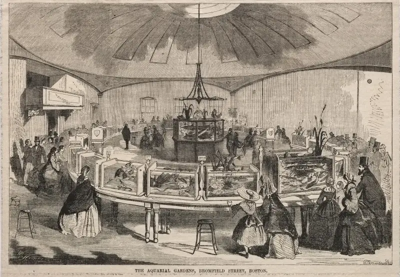 Akvarieträdgårdarna på Bromfield Street, Boston av Winslow Homer