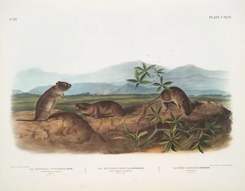 1. Arvicola Townsendii, Townsends sork; 2. Arvicola nasuta, spetsnosad sork. Naturlig storlek. 3. Mus riparius, bankråtta. Naturlig storlek. av John Woodhouse Audubon