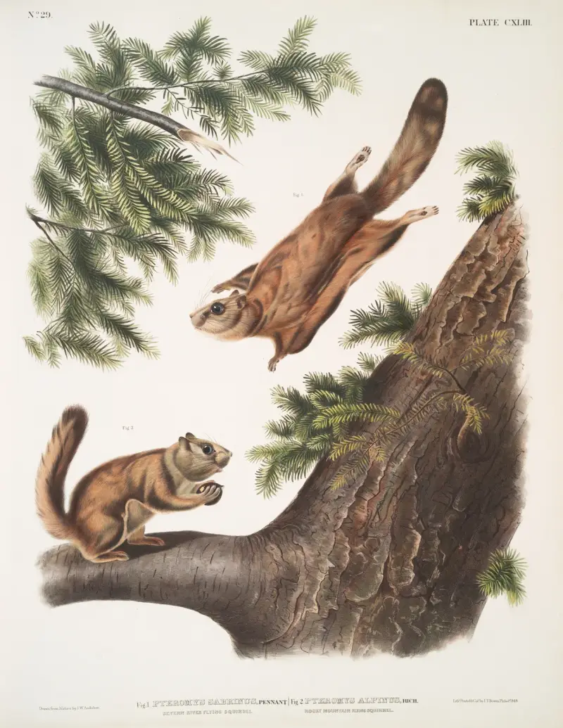 1. Pteromys sabrinus, Severn Rivers flygekorre; 2. Pteromys alpinus, Klippiga bergens ekorre av John Woodhouse Audubon