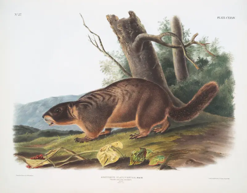 Arctomys flaviventer, gulbukig murmeldjur. Hane. Naturlig storlek. av John Woodhouse Audubon