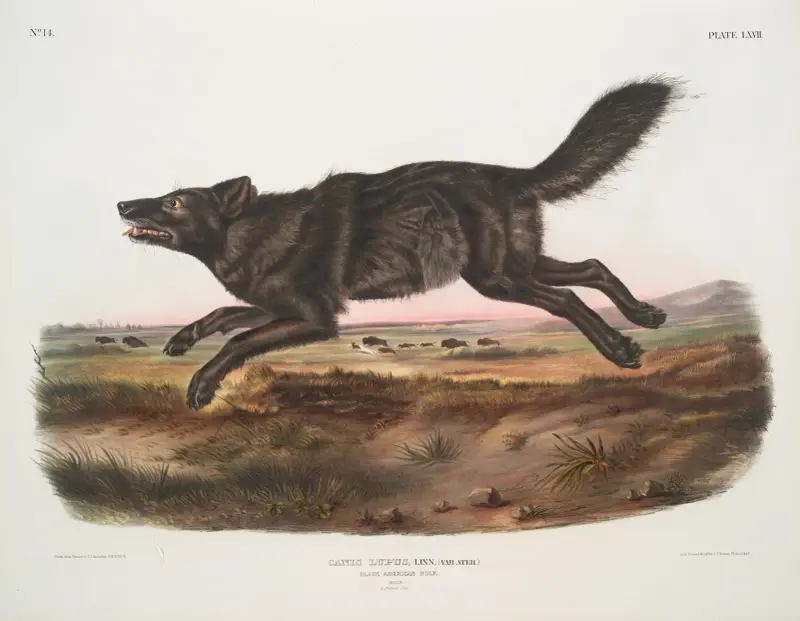 Canis lupus, svart amerikansk varg. Hane. av John Woodhouse Audubon