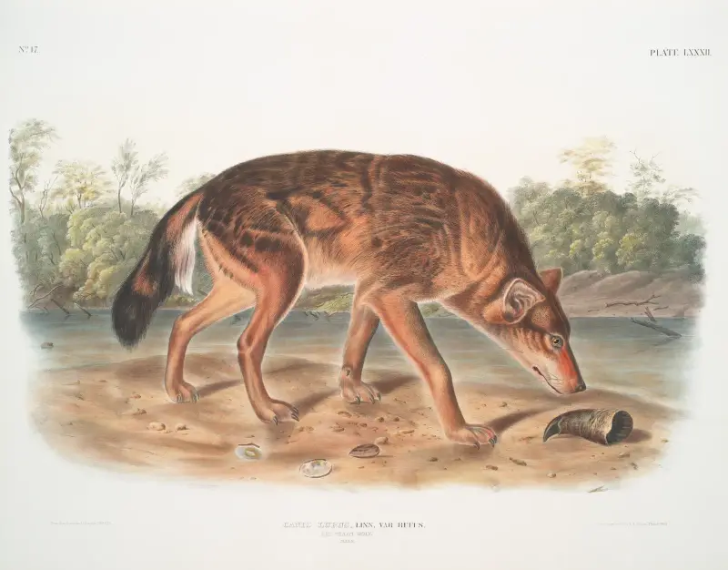 Canis lupus, röd texasvarg (hane) av John Woodhouse Audubon