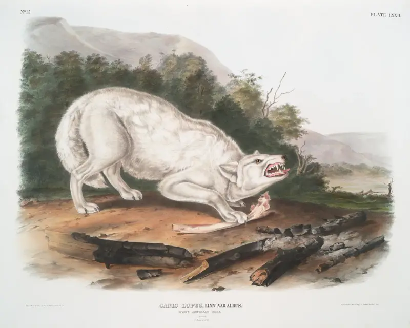 Canis lupus, vit amerikansk varg. Hane. av John Woodhouse Audubon