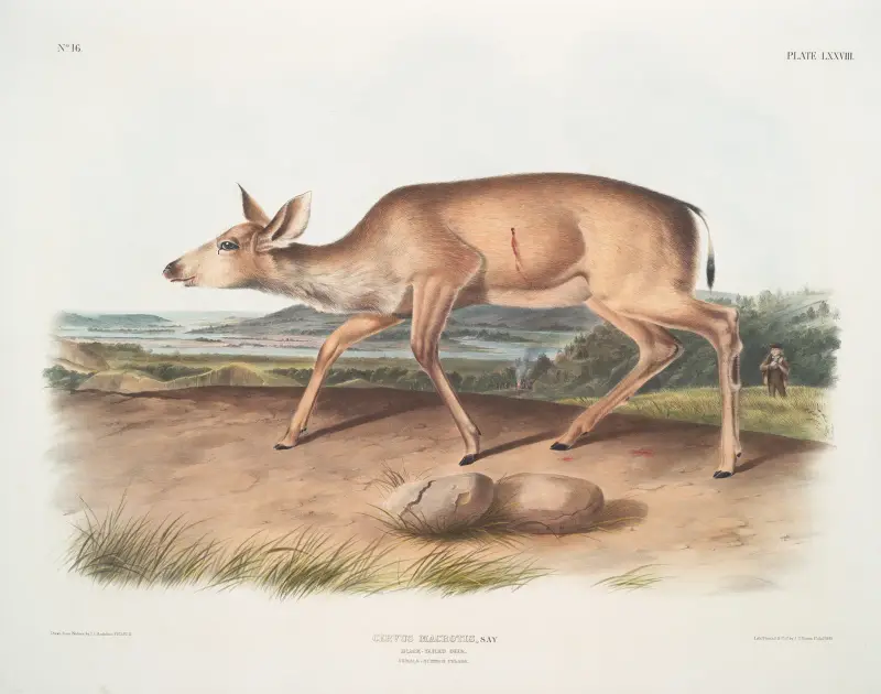 Cervus macrotis, svartsvanshjort. Hona. Sommardräkt. av John Woodhouse Audubon