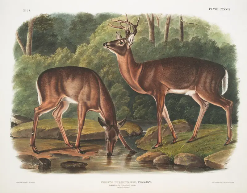 Cervus virginianus, vitsvanshjort. Gammal hane och hona. av John Woodhouse Audubon