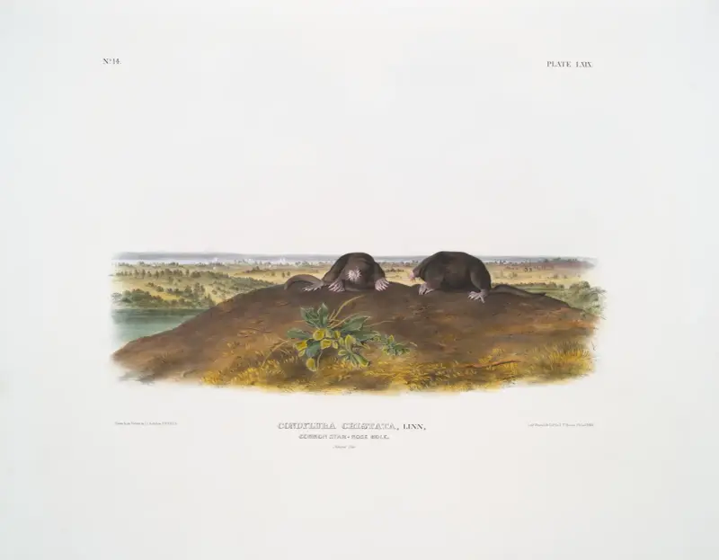 Condylura cristata, Gemeiner Sternmull. Natürliche Größe. von John Woodhouse Audubon