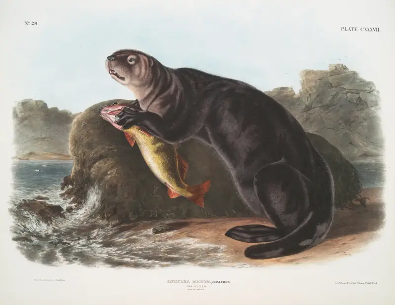 Enhydra marina, havsutter. Ung hane. av John Woodhouse Audubon