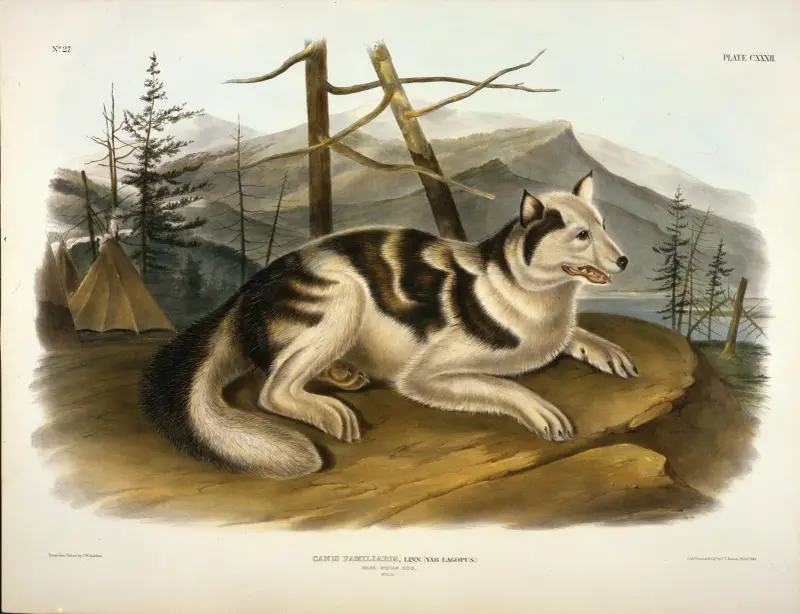 Hare Indian Dog von John Woodhouse Audubon