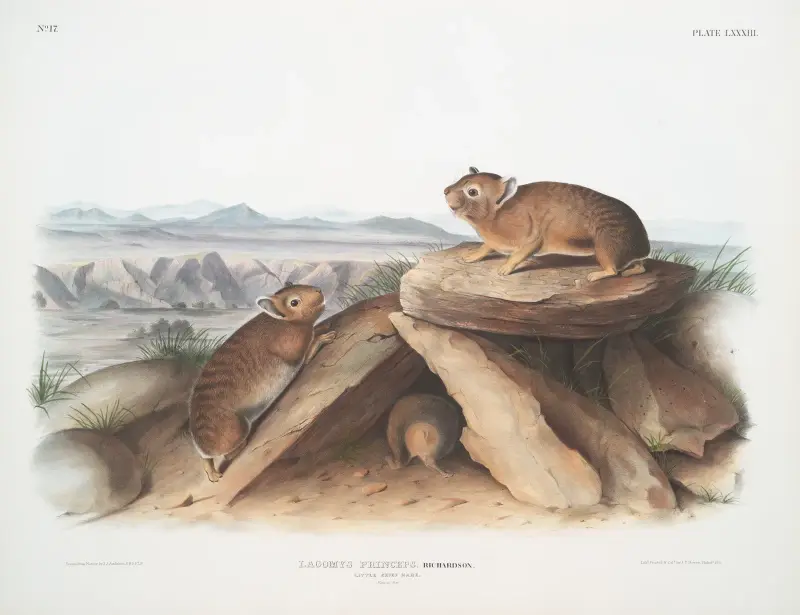 Lagomys princeps, liten piphare. (Naturlig storlek.) av John Woodhouse Audubon