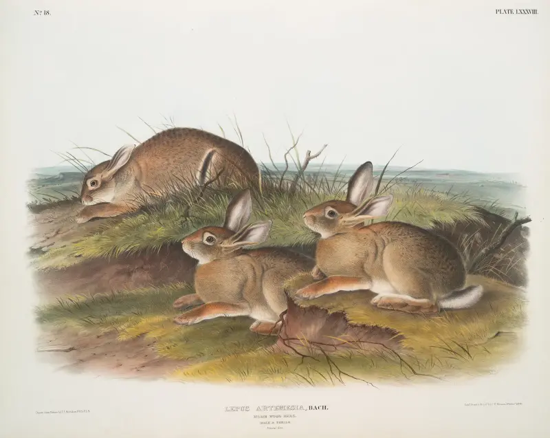Lepus artemisia, präriehare. (Hane och hona. Naturlig storlek.) av John Woodhouse Audubon