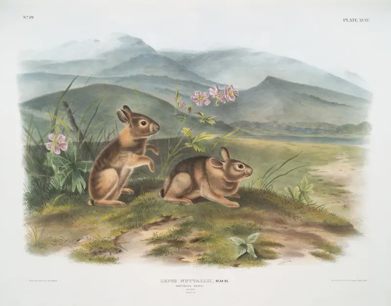 Lepus nuttallii, Nuttalls hare. (Hanar. Naturlig storlek.) av John Woodhouse Audubon