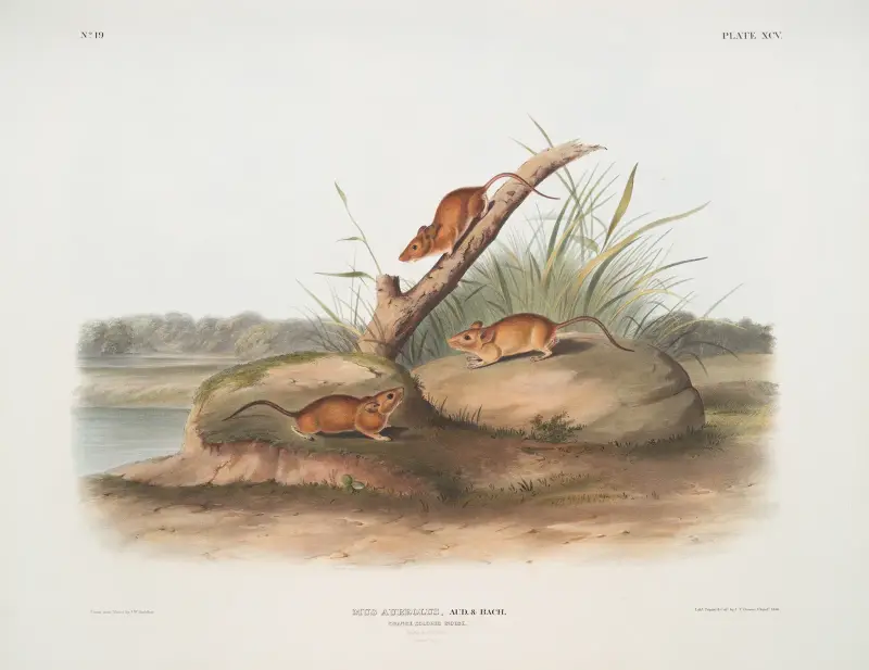 Mus aureolus, Goldmaus. Männchen und Weibchen. Natürliche Größe. von John Woodhouse Audubon