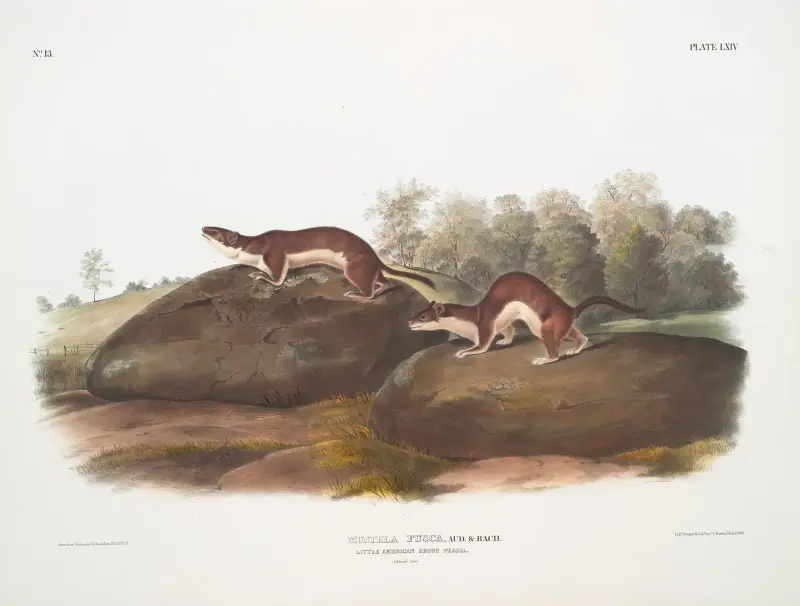 Mustela fusca, liten amerikansk brun vessla. Naturlig storlek. av John Woodhouse Audubon