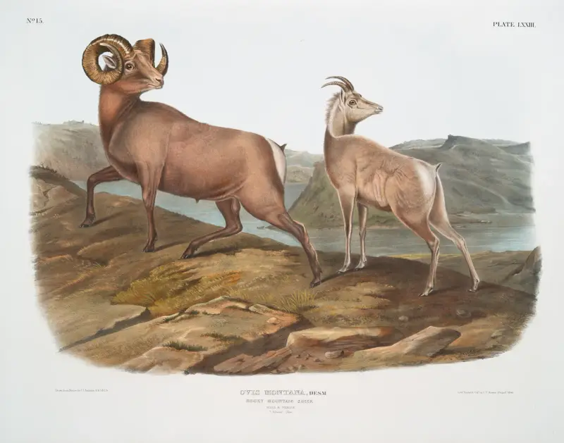 Ovis montana, tjockhornsfår. Hane och hona. av John Woodhouse Audubon