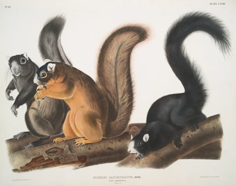 Sciurus capistratus, Fuchshörnchen. Natürliche Größe. von John Woodhouse Audubon