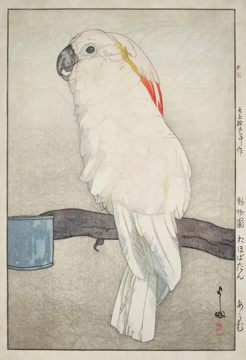 Obatan omu (papoušek obatan), Yoshida Hiroshi